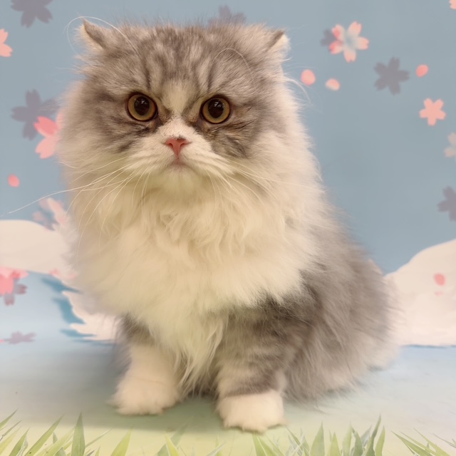 千葉県のミヌエット (ペッツワン木更津金田店/2025年10月4日生まれ/男の子/ブルータビーホワイト)の子猫の2枚目の画像