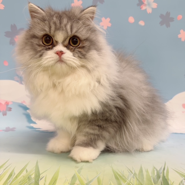 千葉県のミヌエット (ペッツワン木更津金田店/2025年10月4日生まれ/男の子/ブルータビーホワイト)の子猫の3枚目の画像