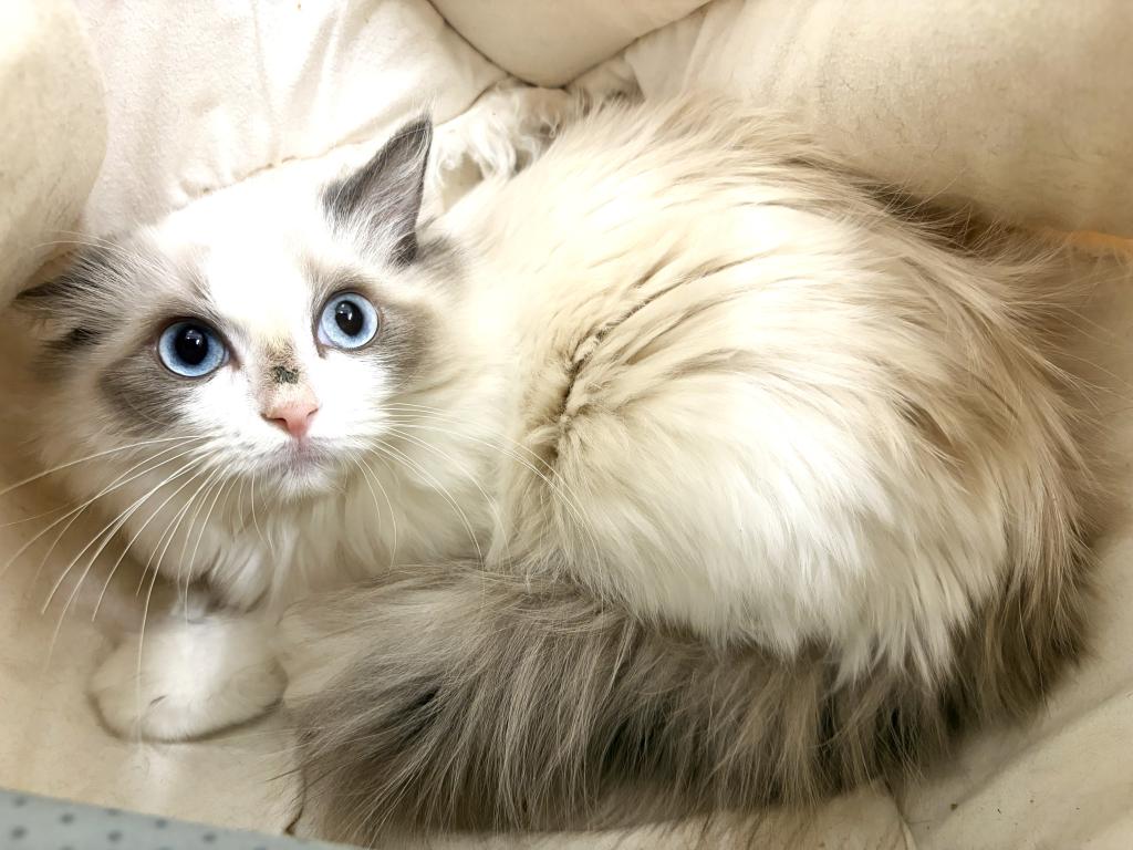 栃木県のラグドール (ペッツワン宇都宮平出店/2025年9月13日生まれ/女の子/ブルーポイントバイカラー)の子猫の3枚目の画像