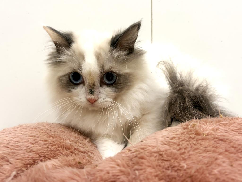 栃木県のラグドール (ペッツワン宇都宮平出店/2025年9月13日生まれ/女の子/ブルーポイントバイカラー)の子猫の1枚目の画像