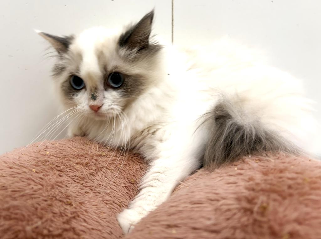 栃木県のラグドール (ペッツワン宇都宮平出店/2025年9月13日生まれ/女の子/ブルーポイントバイカラー)の子猫の2枚目の画像