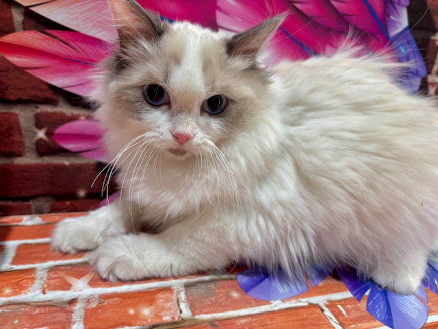 栃木県のラグドール (ペッツワン小山店/2025年9月13日生まれ/女の子/ブルーポイントバイカラー)の子猫の1枚目の画像