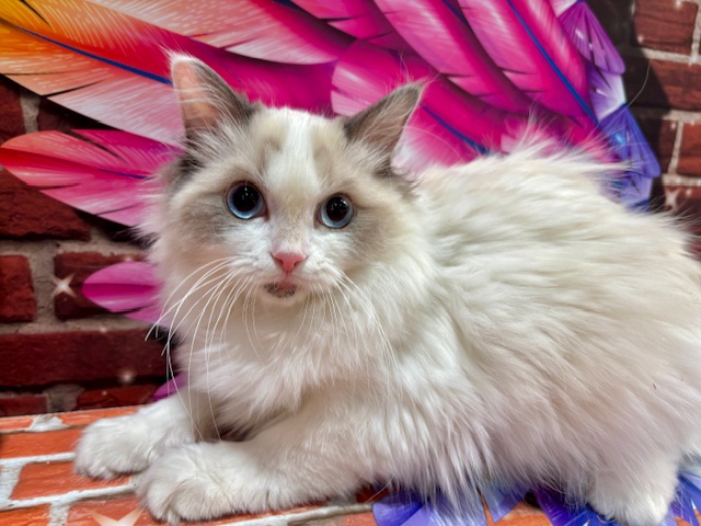 栃木県のラグドール (ペッツワン小山店/2025年9月13日生まれ/女の子/ブルーポイントバイカラー)の子猫の2枚目の画像