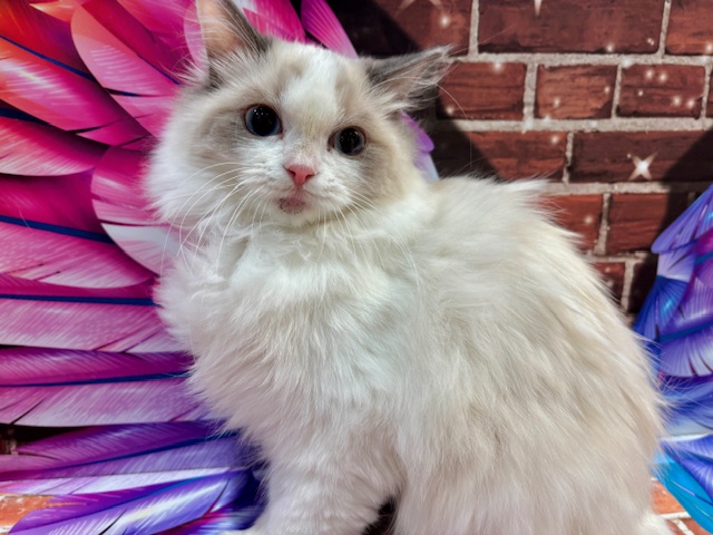 栃木県のラグドール (ペッツワン小山店/2025年9月13日生まれ/女の子/ブルーポイントバイカラー)の子猫の4枚目の画像