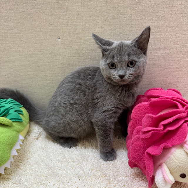 茨城県のシャルトリュー (ペットアミ鹿嶋店/2025年9月5日生まれ/男の子/ブルー)の子猫