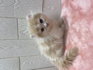 東京都のキンカロー (OneBuddy仙川店/2025年9月7日生まれ/男の子/クリームホワイト)の子猫の2枚目の画像