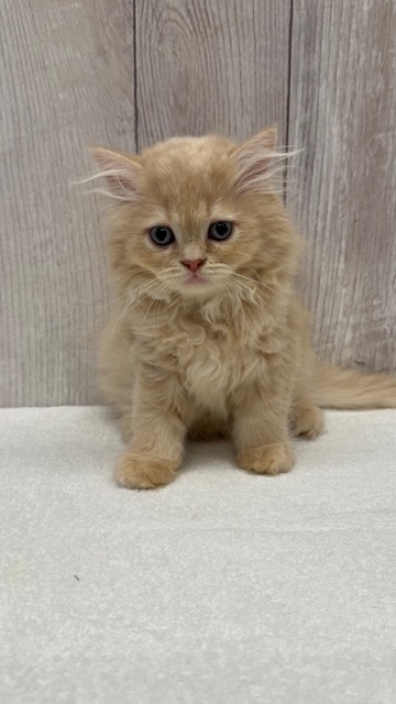 茨城県のミヌエット (OneBuddyトモニー水戸店/2025年9月21日生まれ/男の子/クリームタビー)の子猫の1枚目の画像