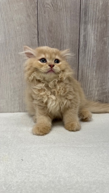 茨城県のミヌエット (OneBuddyトモニー水戸店/2025年9月21日生まれ/男の子/クリームタビー)の子猫の2枚目の画像