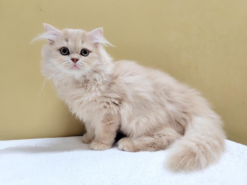 茨城県のミヌエット (OneBuddyトモニー水戸店/2025年9月21日生まれ/男の子/クリームタビー)の子猫の3枚目の画像