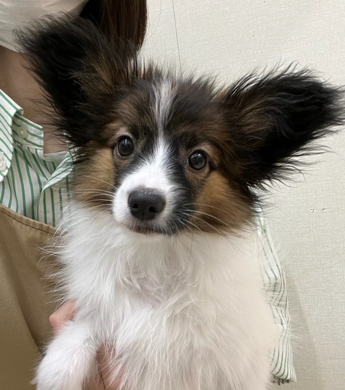 静岡県のパピヨン (ペットアミ吉田店/2025年10月3日生まれ/男の子/ホワイトブラウン)の子犬の1枚目の画像