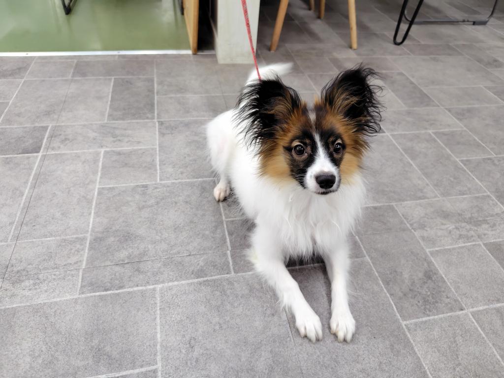 茨城県のパピヨン (OneBuddyトモニー水戸店/2025年10月3日生まれ/男の子/ホワイトブラウン)の子犬の3枚目の画像