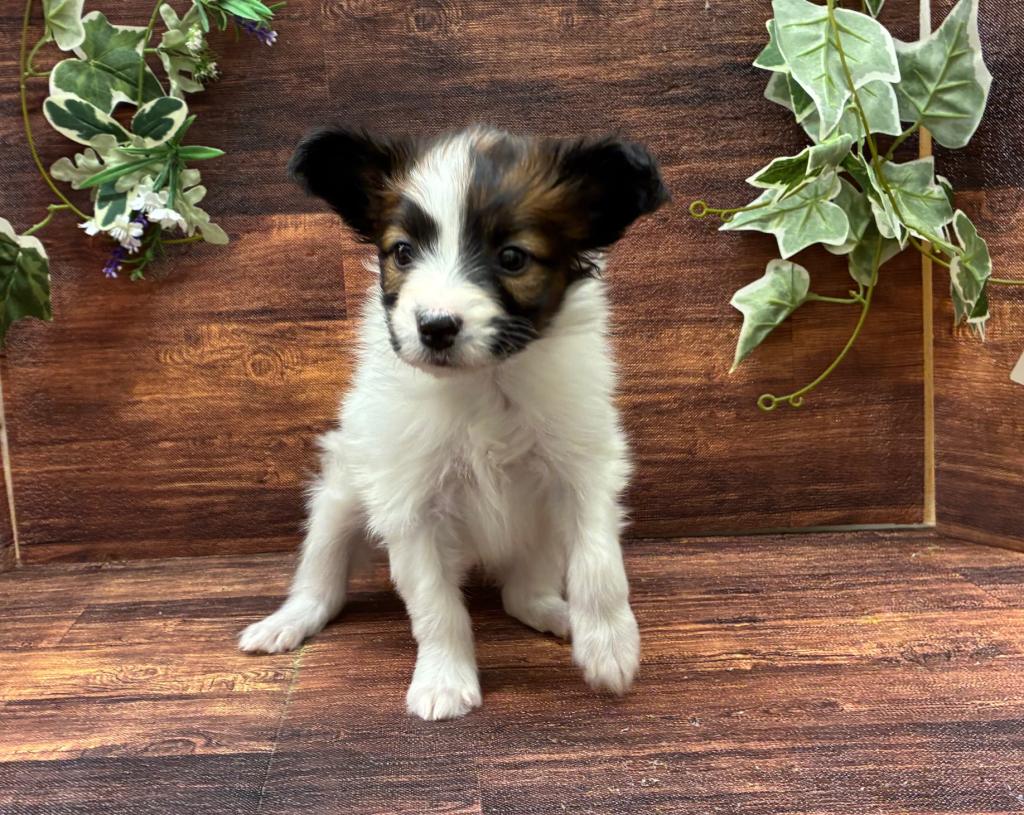 千葉県のパピヨン (ペッツワン市原店/2025年10月3日生まれ/女の子/ホワイトブラウン)の子犬の1枚目の画像