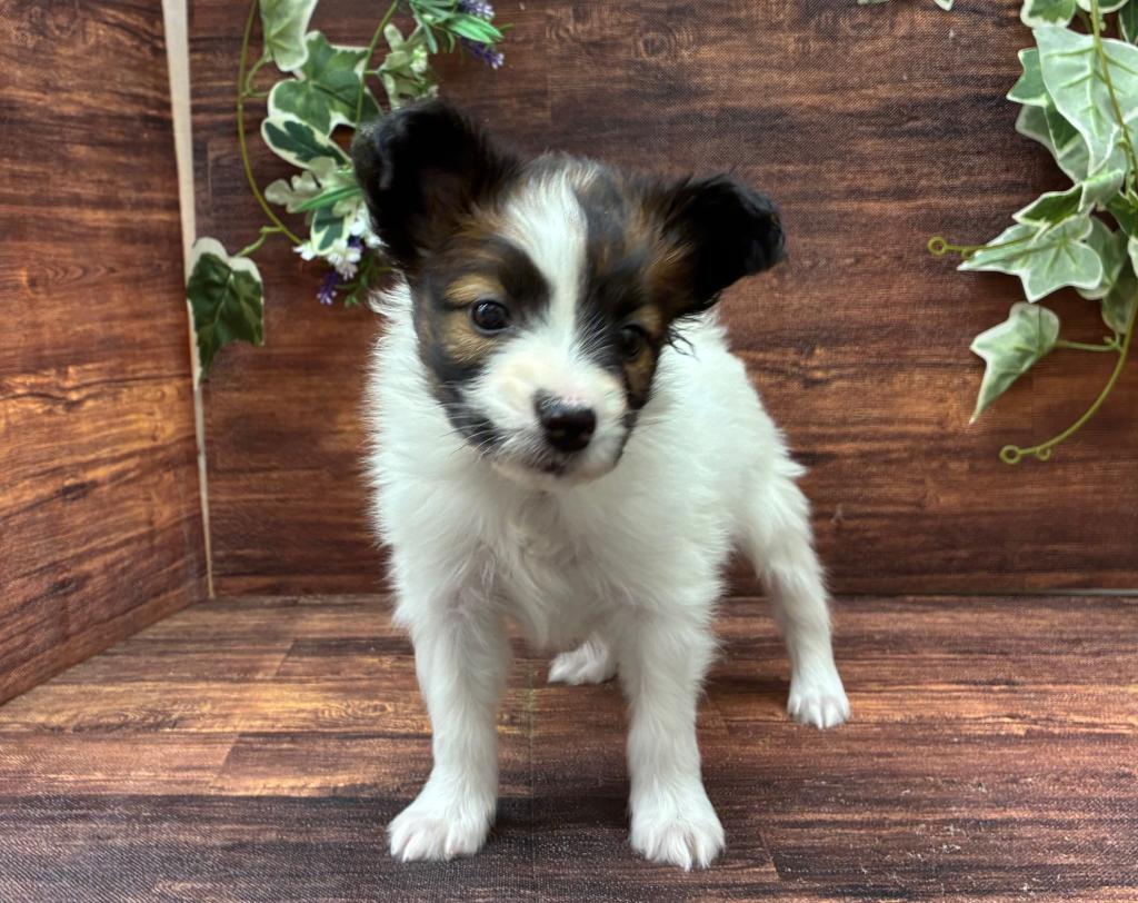 千葉県のパピヨン (ペッツワン市原店/2025年10月3日生まれ/女の子/ホワイトブラウン)の子犬の2枚目の画像