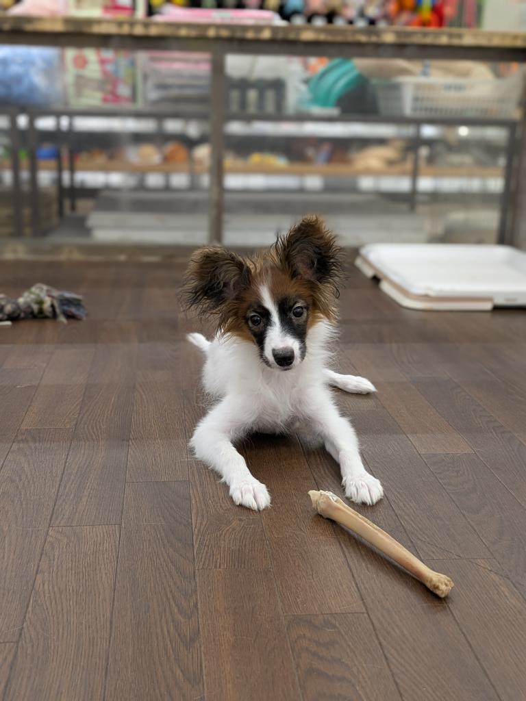千葉県のパピヨン (ペッツワン市原店/2025年10月3日生まれ/女の子/ホワイトブラウン)の子犬の1枚目の画像