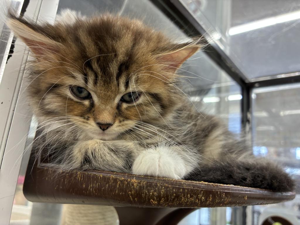 北海道のミヌエット (ジャパンペッツトレーディング新発寒店/2025年10月4日生まれ/男の子/ブラウンタビーホワイト)の子猫