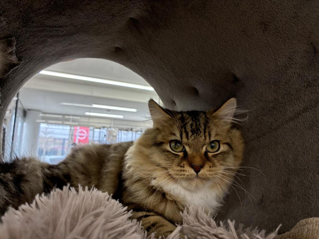 北海道のミヌエット (ジャパンペッツトレーディング新発寒店/2025年10月4日生まれ/男の子/ブラウンタビーホワイト)の子猫の3枚目の画像