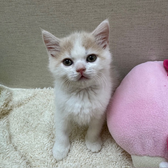 茨城県のマンチカン (ペットアミ鹿嶋店/2025年10月4日生まれ/男の子/クリームタビーホワイト)の子猫