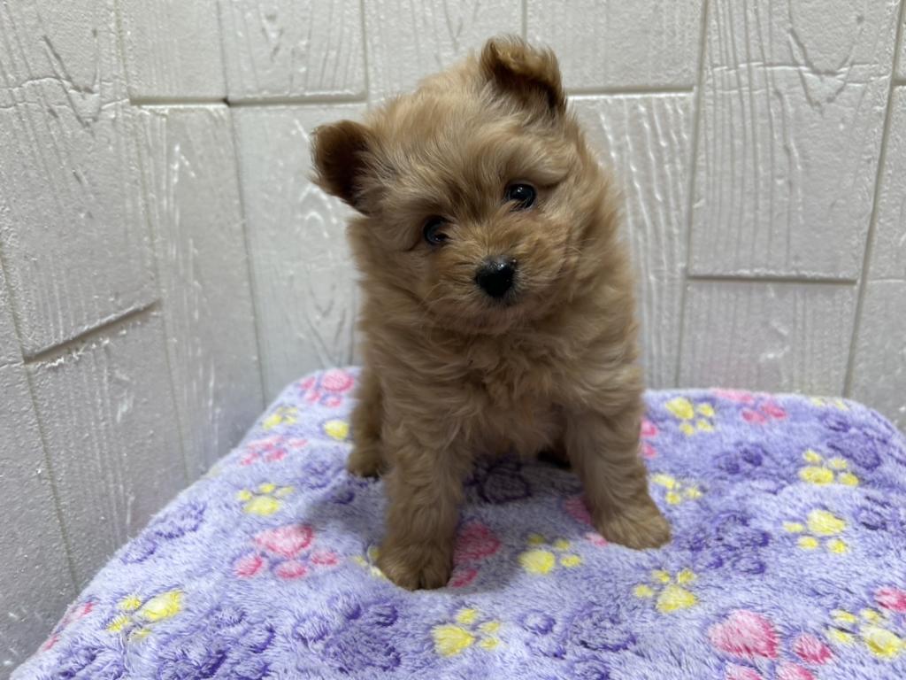 東京都のハーフ犬・ミックス犬 (OneBuddy仙川店/2025年10月17日生まれ/男の子/レッド)の子犬の1枚目の画像