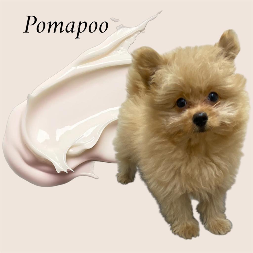 東京都のハーフ犬・ミックス犬 (OneBuddy仙川店/2025年10月17日生まれ/男の子/レッド)の子犬の3枚目の画像