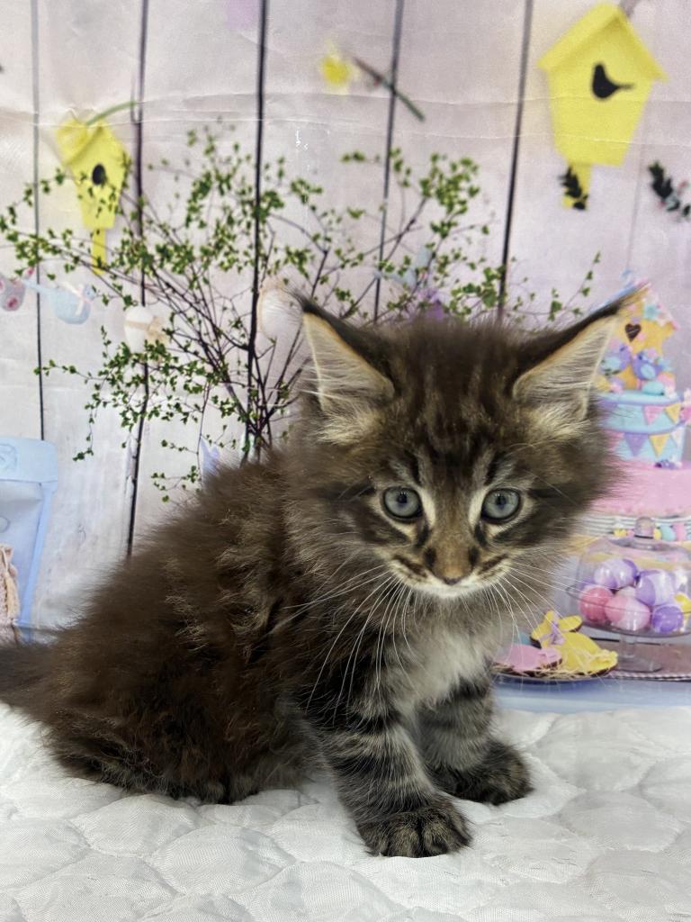 北海道のメインクーン (ジャパンペッツトレーディング伏古店/2025年9月20日生まれ/男の子/ブラウンタビー)の子猫