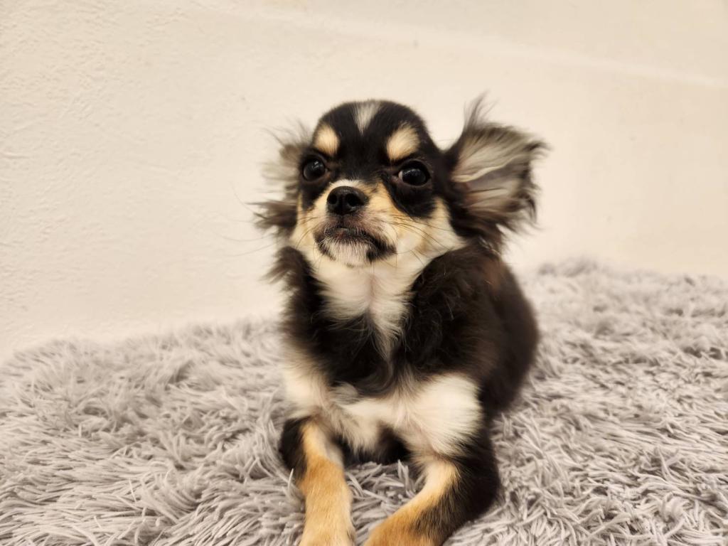 埼玉県のチワワ(ロング) (ペットプラザ越谷大里店/2025年9月27日生まれ/男の子/ブラックホワイト)の子犬の2枚目の画像