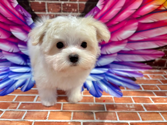 栃木県のハーフ犬・ミックス犬 (ペッツワン小山店/2025年10月17日生まれ/女の子/ホワイト)の子犬の2枚目の画像