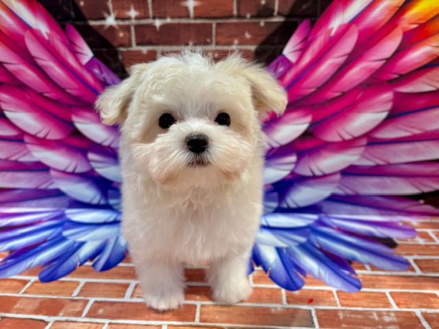 栃木県のハーフ犬・ミックス犬 (ペッツワン小山店/2025年10月17日生まれ/女の子/ホワイト)の子犬の3枚目の画像