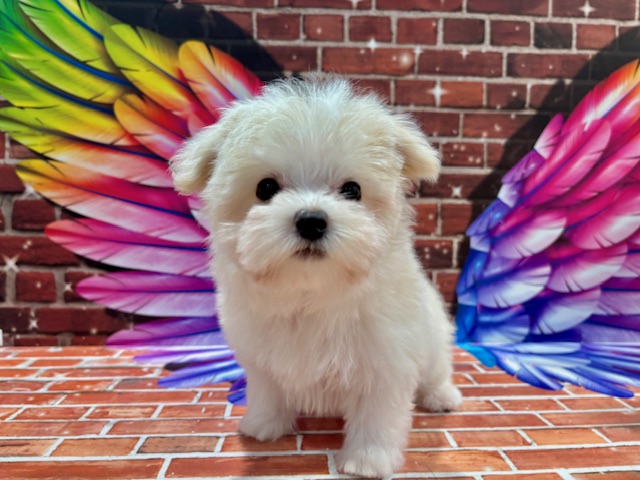 栃木県のハーフ犬・ミックス犬 (ペッツワン小山店/2025年10月17日生まれ/女の子/ホワイト)の子犬の4枚目の画像