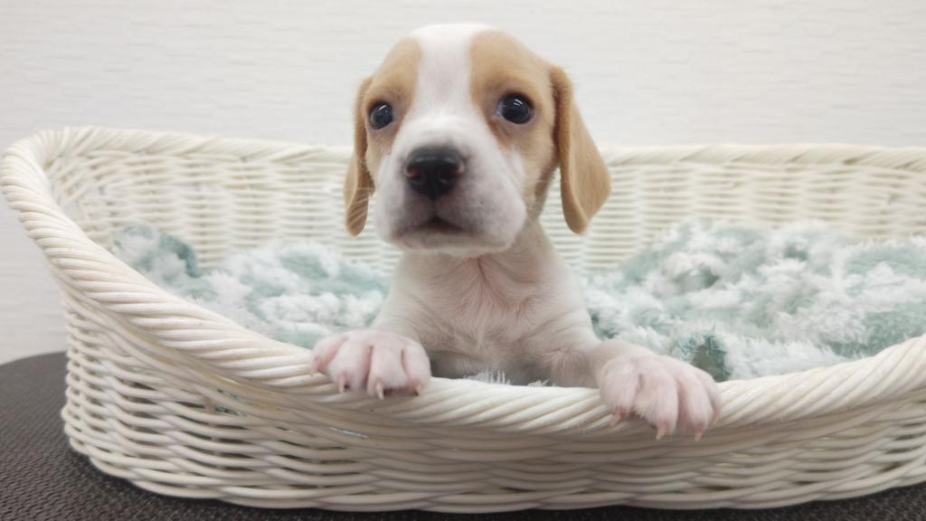 埼玉県のビーグル (OneBuddy宮代店/2025年10月25日生まれ/男の子/レモンホワイト)の子犬