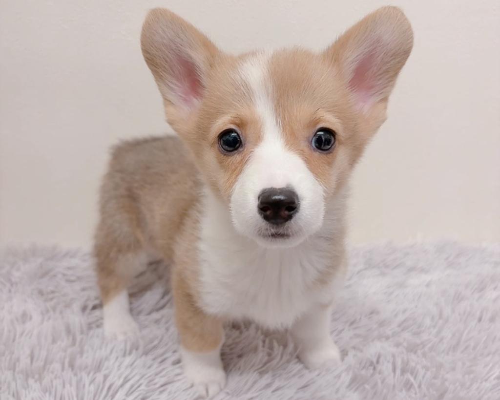 茨城県のウェルシュコーギーペンブローク (ペットアミ鹿嶋店/2025年10月13日生まれ/女の子/レッドホワイト)の子犬の1枚目の画像