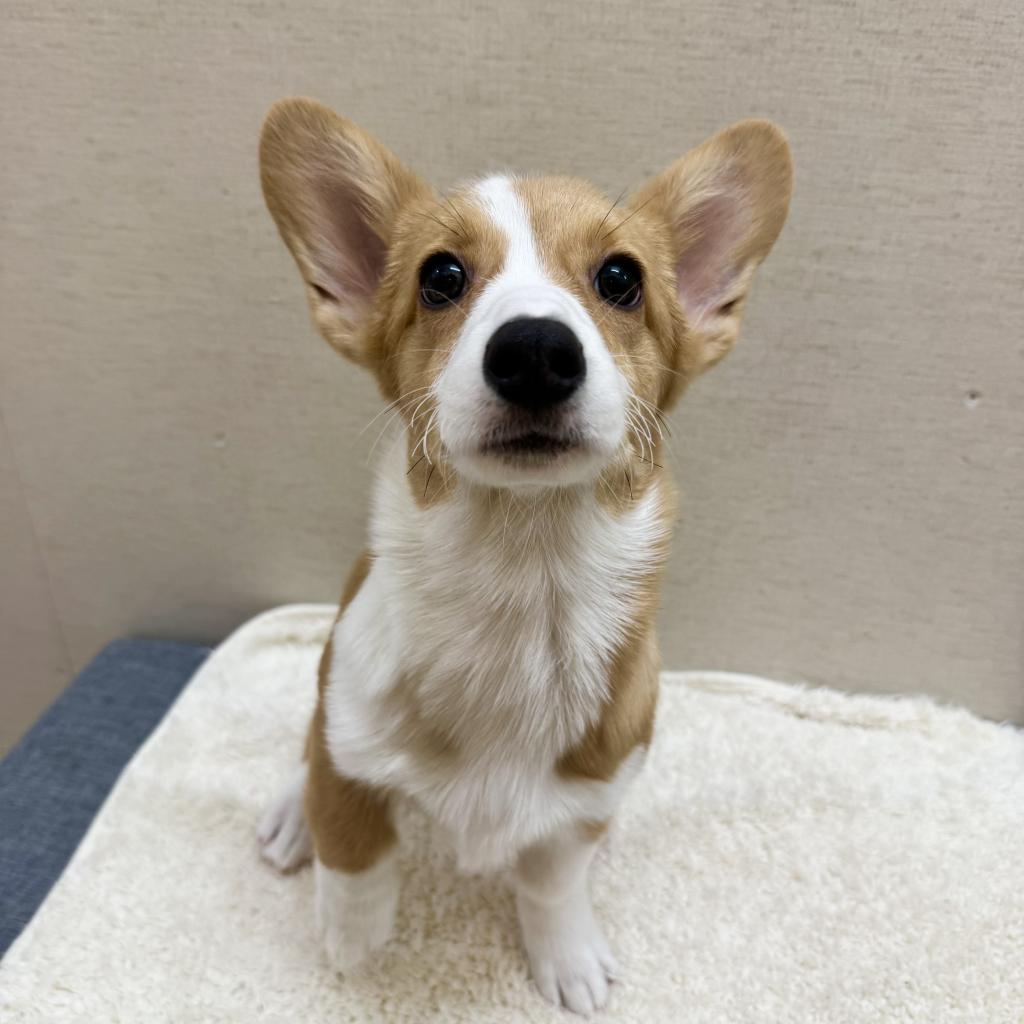 茨城県のウェルシュコーギーペンブローク (ペットアミ鹿嶋店/2025年10月13日生まれ/女の子/レッドホワイト)の子犬の1枚目の画像