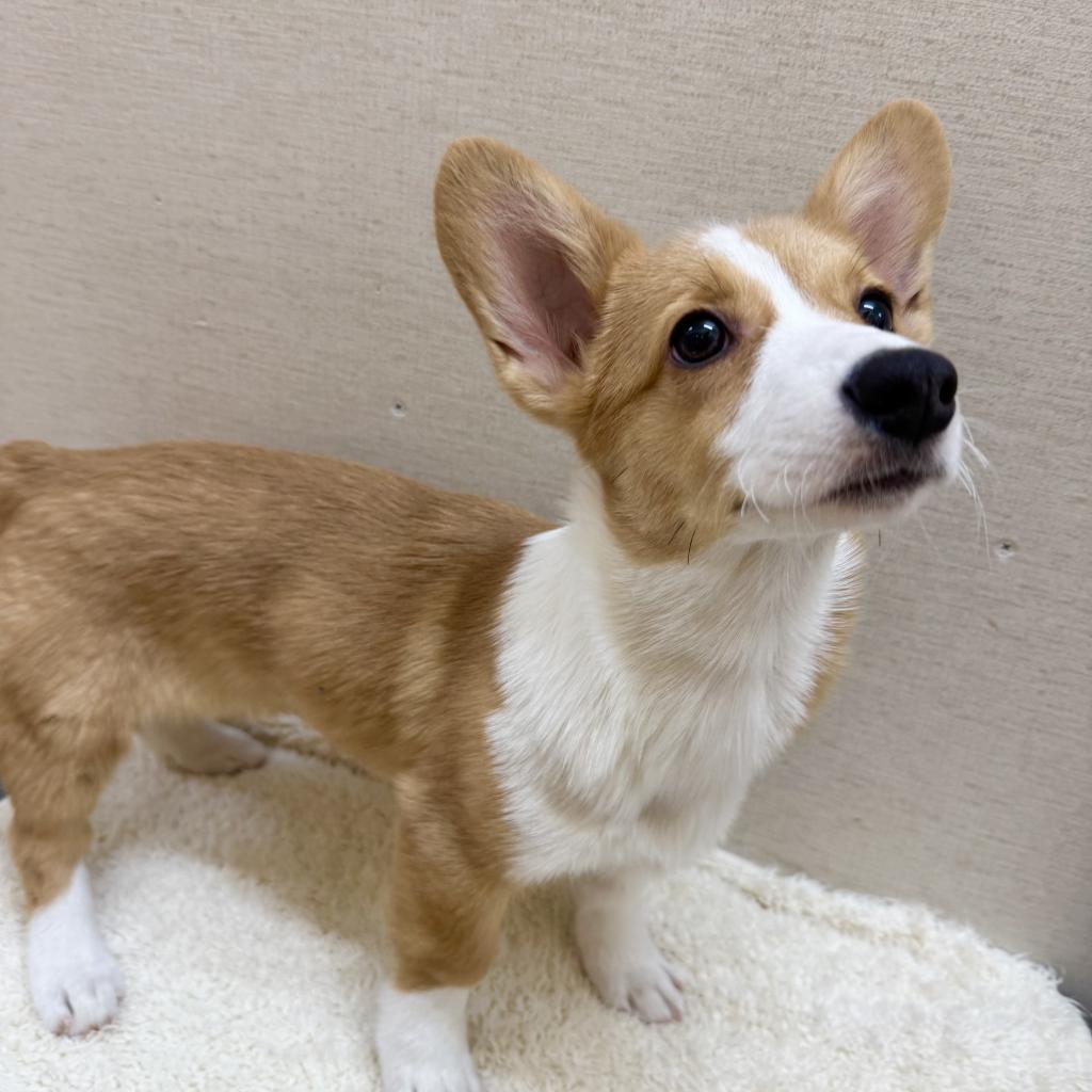 茨城県のウェルシュコーギーペンブローク (ペットアミ鹿嶋店/2025年10月13日生まれ/女の子/レッドホワイト)の子犬の2枚目の画像