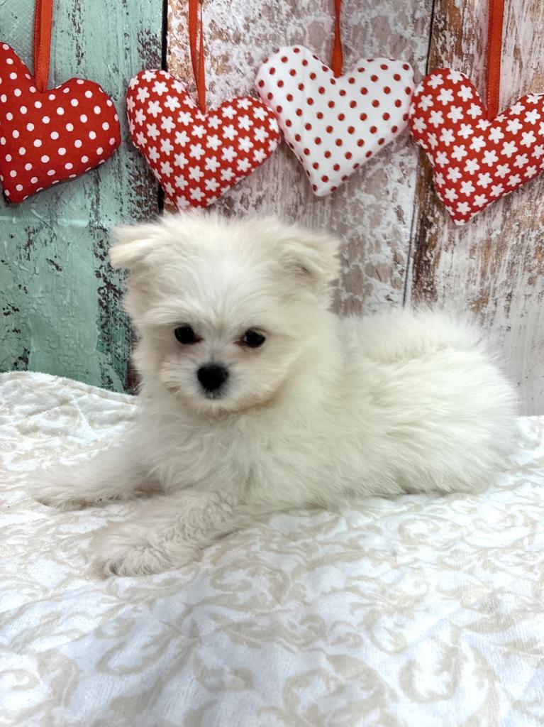 北海道のポメマル/マルポメ(ポメラニアン×マルチーズ) (ジャパンペッツトレーディング伏古店/2025年10月13日生まれ/男の子/クリーム)の子犬