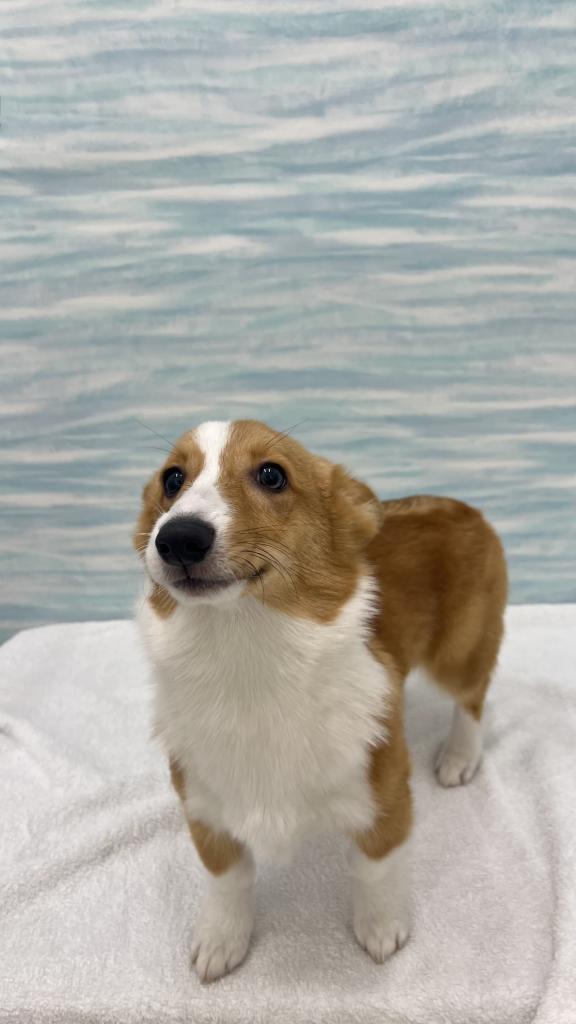 茨城県のウェルシュコーギーペンブローク (OneBuddy水戸南店/2025年10月13日生まれ/男の子/レッドホワイト)の子犬の3枚目の画像