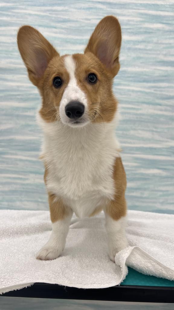 茨城県のウェルシュコーギーペンブローク (OneBuddy水戸南店/2025年10月13日生まれ/男の子/レッドホワイト)の子犬の4枚目の画像