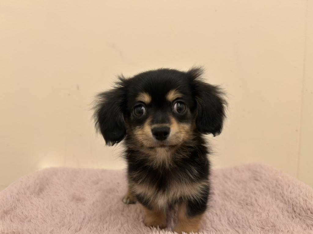 埼玉県のハーフ犬・ミックス犬 (ペットプラザ越谷大里店/2025年10月11日生まれ/男の子/ブラックタン)の子犬の1枚目の画像