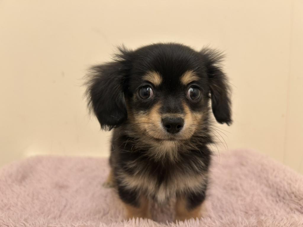 埼玉県のハーフ犬・ミックス犬 (ペットプラザ越谷大里店/2025年10月11日生まれ/男の子/ブラックタン)の子犬の2枚目の画像