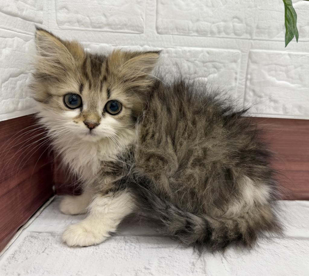 茨城県のラガマフィン (ペットアミ石岡店/2025年10月7日生まれ/女の子/ブラウンタビーホワイト)の子猫の1枚目の画像