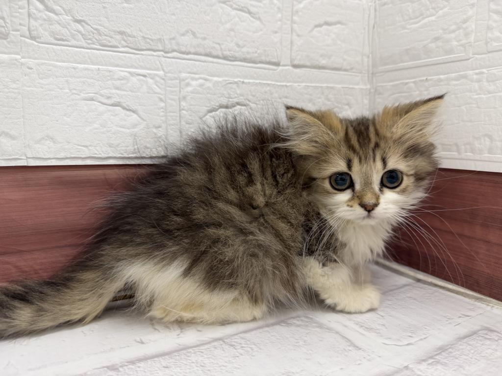 茨城県のラガマフィン (ペットアミ石岡店/2025年10月7日生まれ/女の子/ブラウンタビーホワイト)の子猫の4枚目の画像