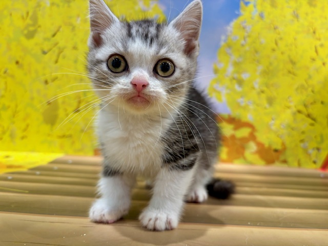 栃木県のマンチカン (ペッツワン小山店/2025年9月25日生まれ/男の子/シルバータビーホワイト)の子猫の1枚目の画像