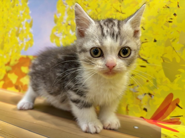 栃木県のマンチカン (ペッツワン小山店/2025年9月25日生まれ/男の子/シルバータビーホワイト)の子猫の2枚目の画像