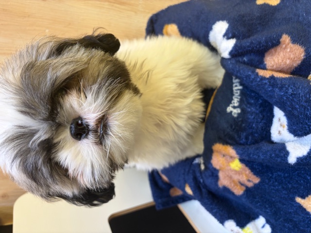 埼玉県のシーズー (OneDo吹上店/2025年9月27日生まれ/男の子/ゴールドホワイト)の子犬の1枚目の画像