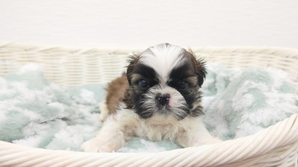 埼玉県のシーズー (OneBuddy宮代店/2025年9月26日生まれ/男の子/ゴールドホワイト)の子犬