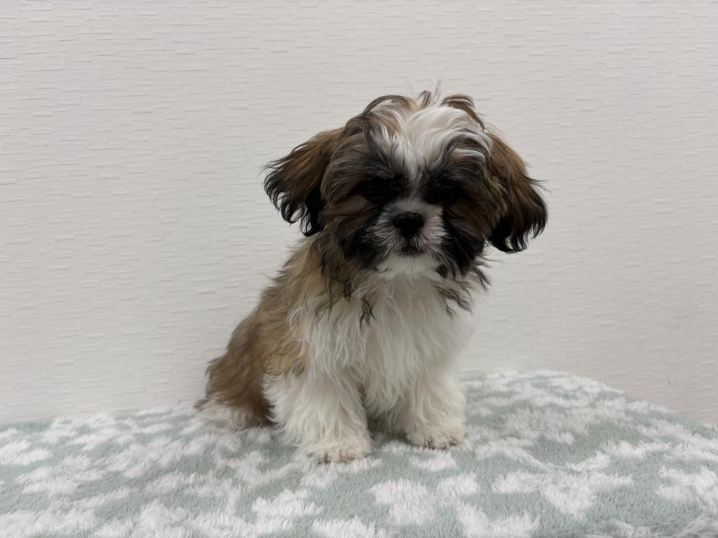 埼玉県のシーズー (OneBuddy宮代店/2025年9月26日生まれ/男の子/ゴールドホワイト)の子犬の2枚目の画像