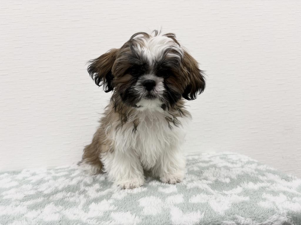 埼玉県のシーズー (OneBuddy宮代店/2025年9月26日生まれ/男の子/ゴールドホワイト)の子犬の1枚目の画像