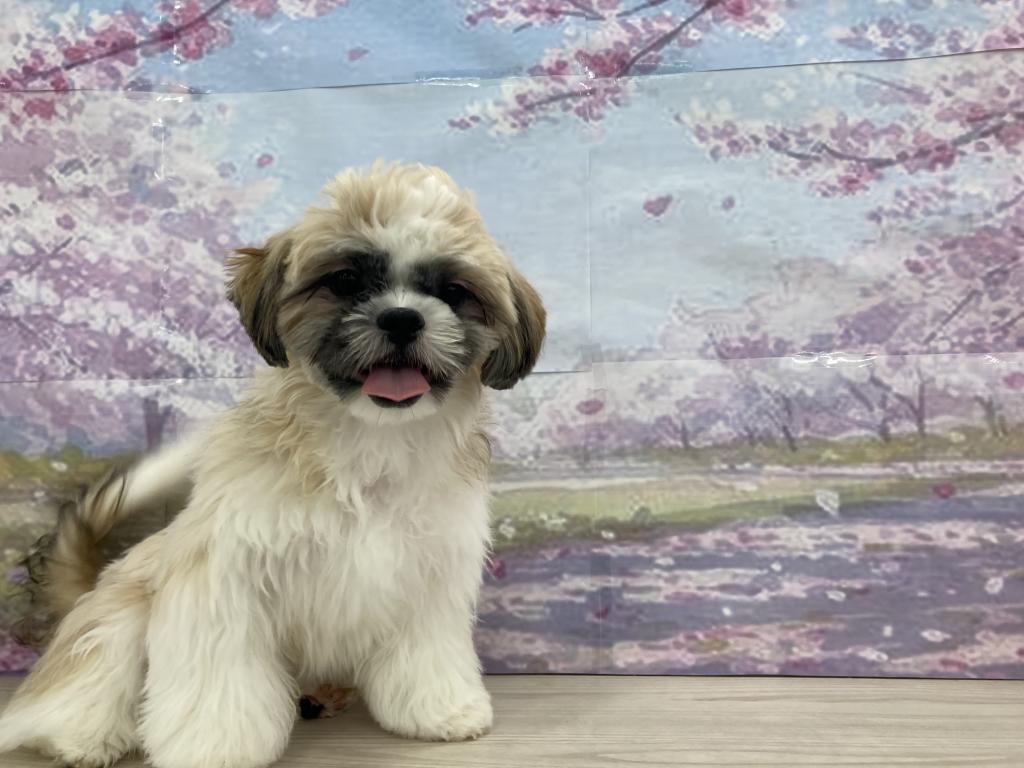 埼玉県のシーズー (OneBuddy宮代店/2025年9月26日生まれ/男の子/ゴールドホワイト)の子犬の3枚目の画像