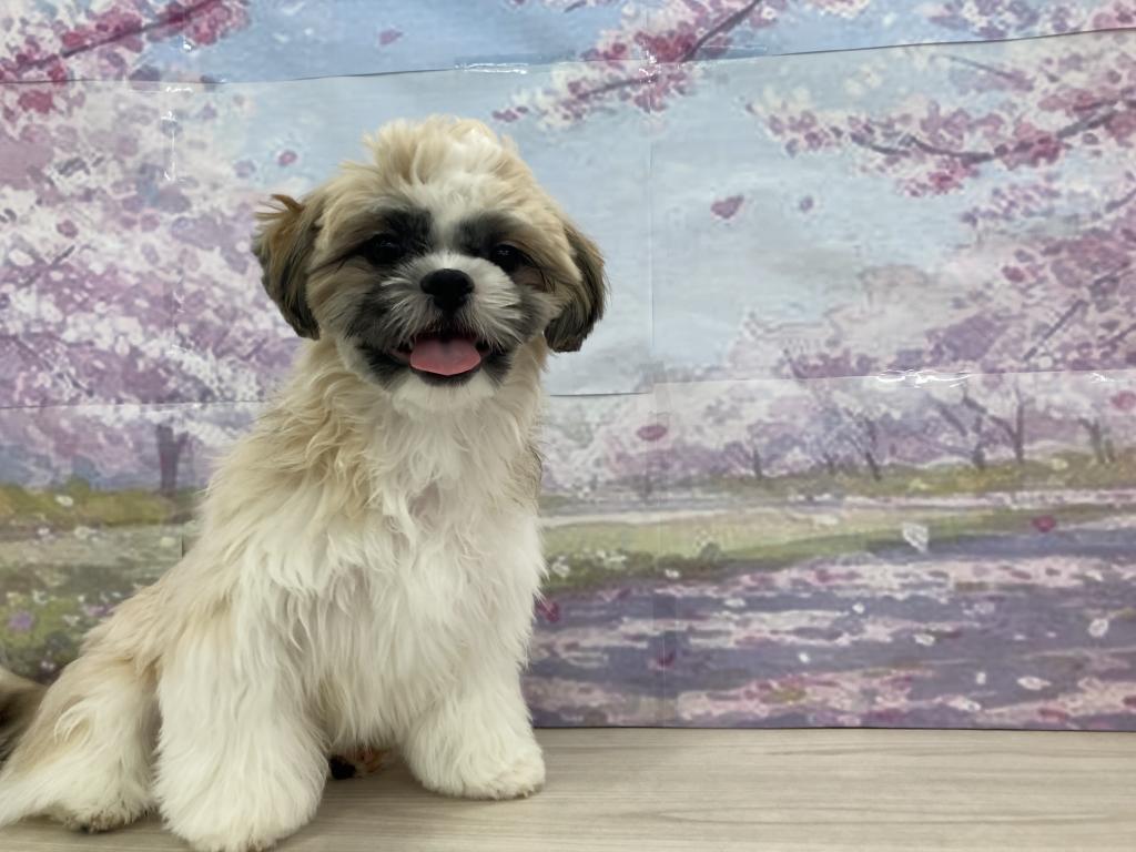 埼玉県のシーズー (OneBuddy宮代店/2025年9月26日生まれ/男の子/ゴールドホワイト)の子犬の2枚目の画像