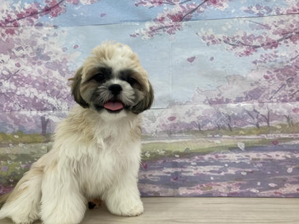 埼玉県のシーズー (OneBuddy宮代店/2025年9月26日生まれ/男の子/ゴールドホワイト)の子犬の1枚目の画像