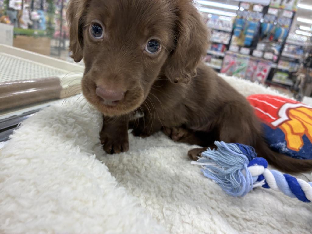 北海道のミニチュアダックスフンド(ロング) (ジャパンペッツトレーディング新発寒店/2025年10月4日生まれ/男の子/チョコレートソリッド)の子犬