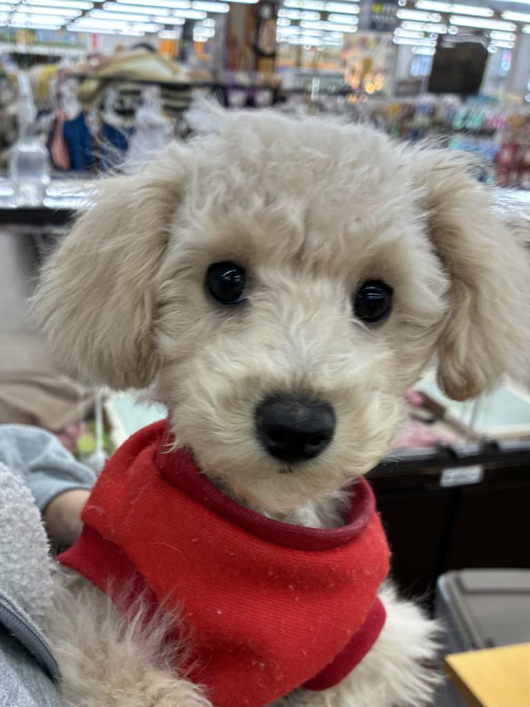 北海道のトイプードル(トイ) (ジャパンペッツトレーディング屯田店/2025年10月2日生まれ/男の子/シャンパン)の子犬の3枚目の画像